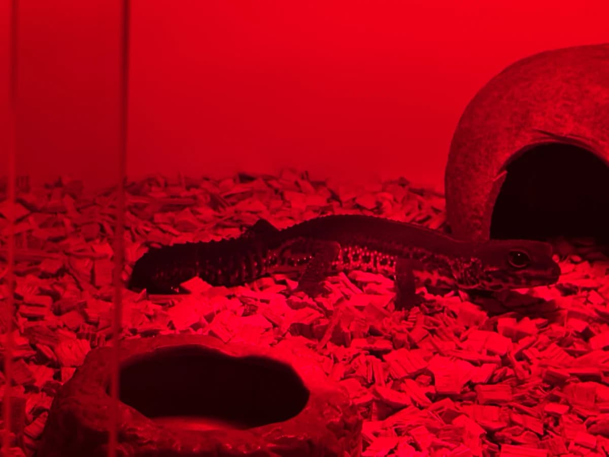 Black Night Gecko Collection