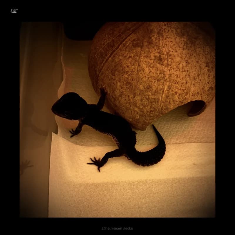 Black Night Gecko